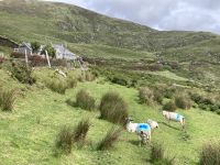 10. Reisetag – Ring of Kerry – Zusatzwanderung zum Derrynane Beach