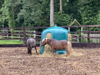 11. Reisetag – Von der West- an die Ostküste – Irisches Nationalgestüt bei Kildare – Homer & Marge