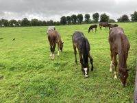 11. Reisetag – Von der West- an die Ostküste – Irisches Nationalgestüt bei Kildare