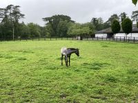 11. Reisetag – Von der West- an die Ostküste – Irisches Nationalgestüt bei Kildare – Connemara Ponys