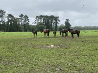 11. Reisetag – Von der West- an die Ostküste – Irisches Nationalgestüt bei Kildare