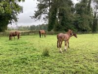 11. Reisetag – Von der West- an die Ostküste – Irisches Nationalgestüt bei Kildare – die jüngsten Fohlen