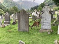12. Reisetag – Ein Tag in den Wicklow Mountains – Wanderung in Glendalough – Damwild