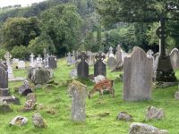 12. Reisetag – Ein Tag in den Wicklow Mountains – Wanderung in Glendalough – Damwild