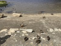 12. Reisetag – Ein Tag in den Wicklow Mountains – Wanderung in Glendalough – Enten am Upper Lake