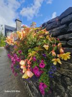 überall Blumen.....