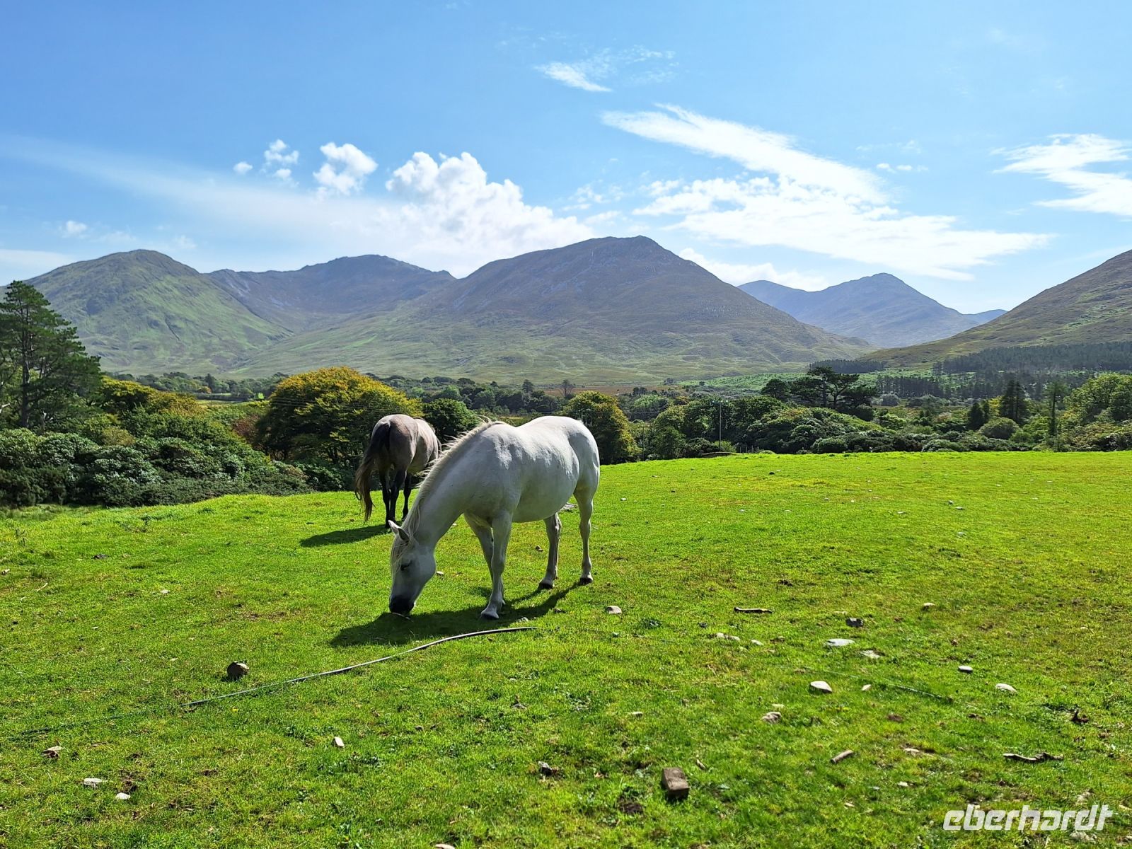 Connemara Ponies 