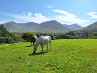 Connemara Ponies 