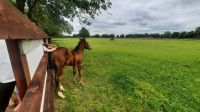 219 – Irland, National Stud, Kildare