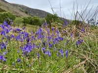 3. Reisetag – Wanderung im Glenveagh-Nationalpark – Hasenglöckchen