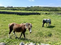6. Reisetag – Aran Islands – Wanderung auf der Küstenstraße zum Steinfort Dun Aengus
