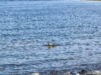 6. Reisetag – Aran Islands – Wanderung auf der Küstenstraße zum Steinfort Dun Aengus – Mittagspause an der Robbenkolonie