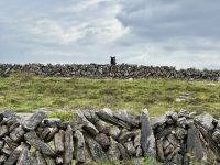 6. Reisetag – Aran Islands – Wanderung auf der Küstenstraße zum Steinfort Dun Aengus