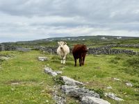 6. Reisetag – Aran Islands – Wanderung auf der Küstenstraße zum Steinfort Dun Aengus