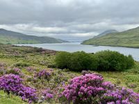 7. Reisetag – Fotostopp am Killary Harbour