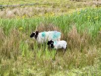 7. Reisetag – Schafe am Rosroe Pier