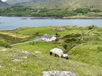 7. Reisetag – Schafe am Rosroe Pier