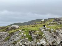 7. Reisetag – Schafe am Rosroe Pier