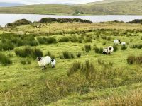 7. Reisetag – Schafe am Lough Fee