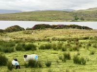7. Reisetag – Schafe am Lough Fee