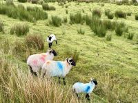 7. Reisetag – Schafe am Lough Fee