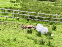 7. Reisetag – Wanderung im Connemara-Nationalpark