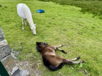 7. Reisetag – Wanderung im Connemara-Nationalpark