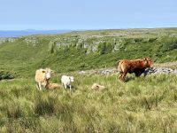 8. Reisetag – Tag im Burren – Wanderung auf dem Burren Way nach Fanore