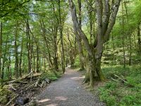 9. Reisetag – Waldspaziergang in „Coole Park“