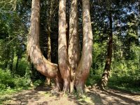 9. Reisetag – Waldspaziergang in „Coole Park“