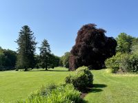 9. Reisetag – Waldspaziergang in „Coole Park“ – Autograph Tree