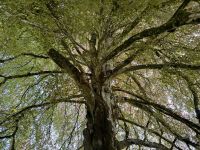 9. Reisetag – Waldspaziergang in „Coole Park“ – Autograph Tree von unten