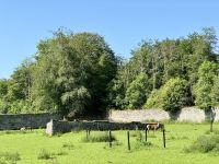 9. Reisetag – Waldspaziergang in „Coole Park“ – Rotwild