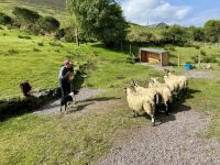 10. Reisetag – Ring of Kerry – Besuch beim Schäfer Tom