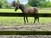 11. Reisetag – Führung durch das Irische Nationalgestüt – Zuchthengst „Invincible Spirit“