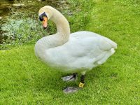 11. Reisetag – Führung durch das Irische Nationalgestüt – Schwan