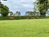 11. Reisetag – Führung durch das Irische Nationalgestüt – Stuten und ganz junge Fohlen