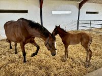11. Reisetag – Führung durch das Irische Nationalgestüt – Stute und ganz junges Fohlen