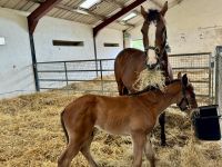 11. Reisetag – Führung durch das Irische Nationalgestüt – Stute und ganz junges Fohlen