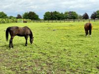 11. Reisetag – Führung durch das Irische Nationalgestüt – Zwei lebende Legenden