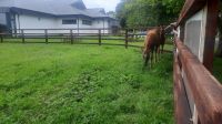221 – Irland, National Stud, Kildare