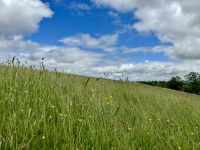 2. Reisetag – Von Dublin nach Letterkenny – Blumenwiese am Hügel der Göttin Macha/Navan Fort