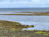 6. Reisetag – Wandern auf den Aran Islands – Mittagspause an der Robbenkolonie