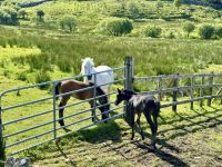 7. Reisetag – Tag in Connemara – Wandern im Nationalpark – Connemara-Ponys