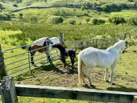 7. Reisetag – Tag in Connemara – Wandern im Nationalpark – Connemara-Ponys