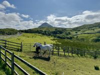 7. Reisetag – Tag in Connemara – Wandern im Nationalpark – Connemara-Ponys