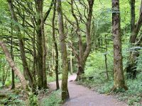 9. Reisetag – Von Gort nach Tralee – Kleine Wanderung im Coole Park