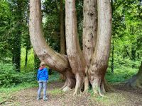 9. Reisetag – Von Gort nach Tralee – Kleine Wanderung im Coole Park