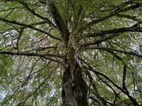 9. Reisetag – Von Gort nach Tralee – Kleine Wanderung im Coole Park – Autograph Tree