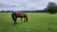 222 – Irland, National Stud, Kildare
